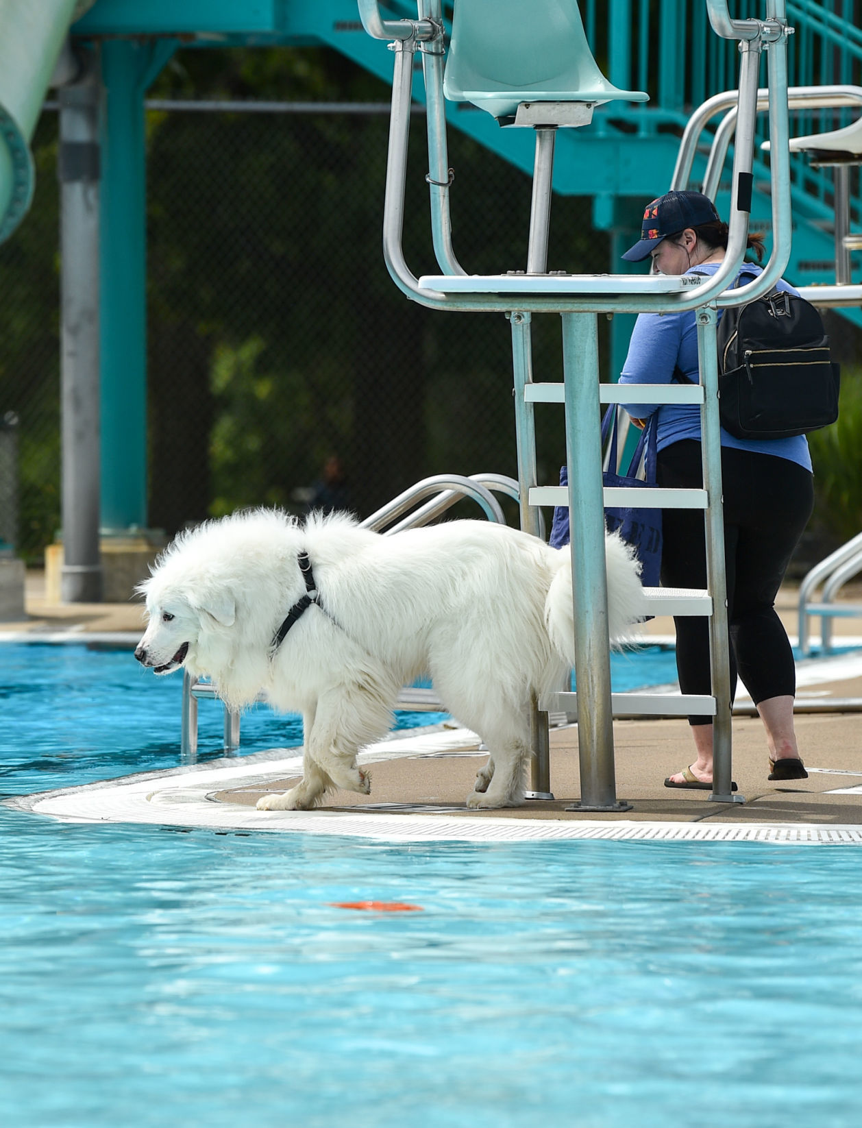 082919-bet-doggysplash-093a.JPG